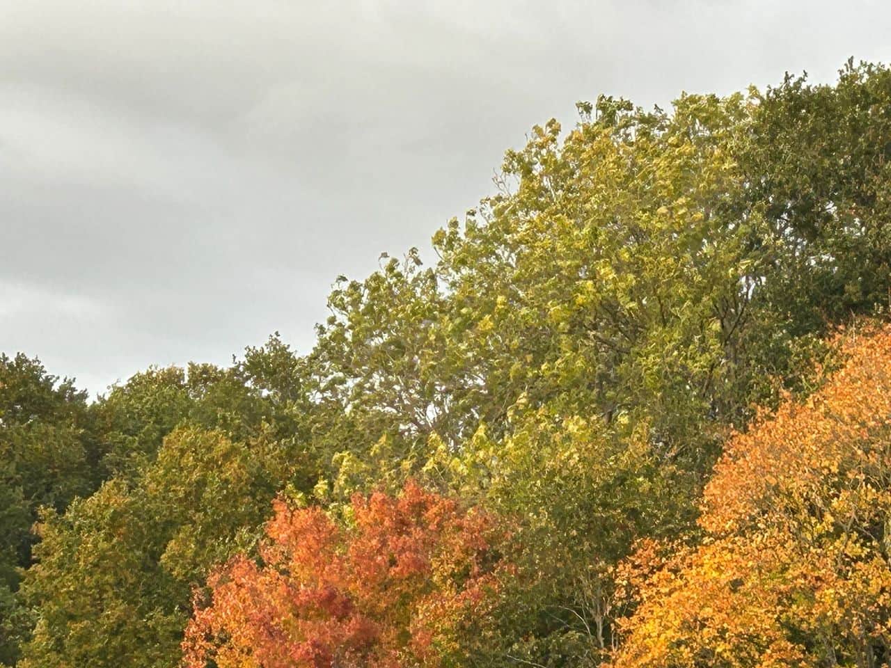 Finding hope in autumn's transformation