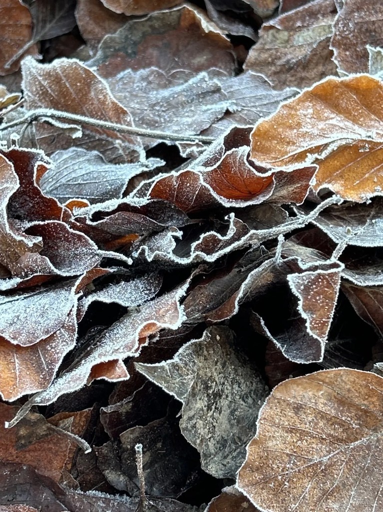 Wellness walks: nature as therapy